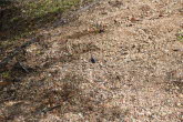 to Ravenshoe 057 Small