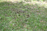 to Ravenshoe 058 Small