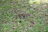 to Ravenshoe 059 Small