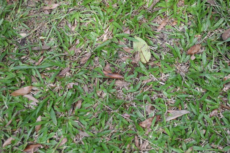 to Ravenshoe 060 Small