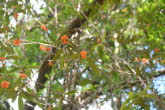 to Ravenshoe 073 Small