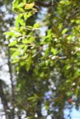 to Ravenshoe 074 Small