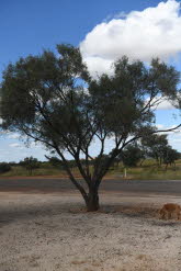 to Winton 030 Small