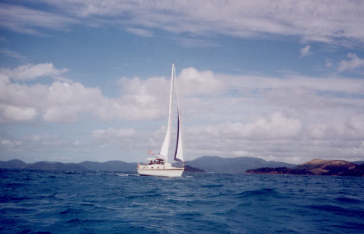 ws2000_117_oz_-c_acropora