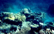 ws2000_147_oz_-b_underwater_01