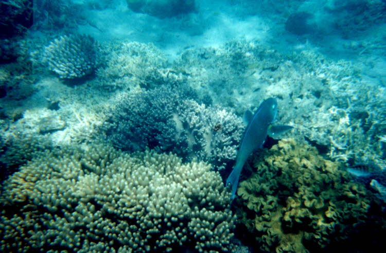 ws2000_148_oz_-b_underwater_02