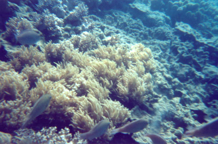 ws2000_149_oz_-b_underwater_03