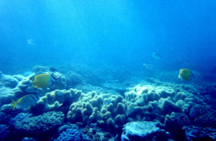 ws2000_150_oz_-b_underwater_04