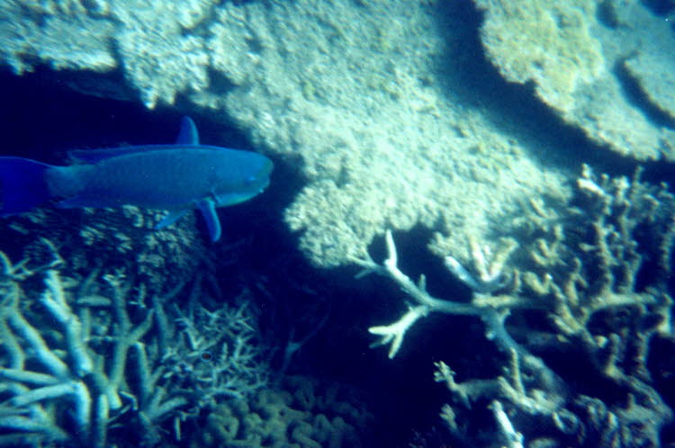ws2000_151_oz_-b_underwater_05