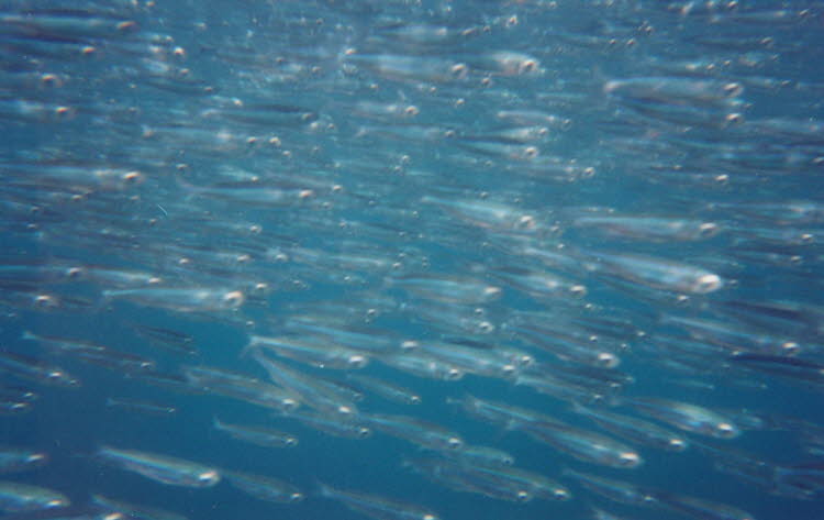 ws2000_152_oz_-b_underwater_06