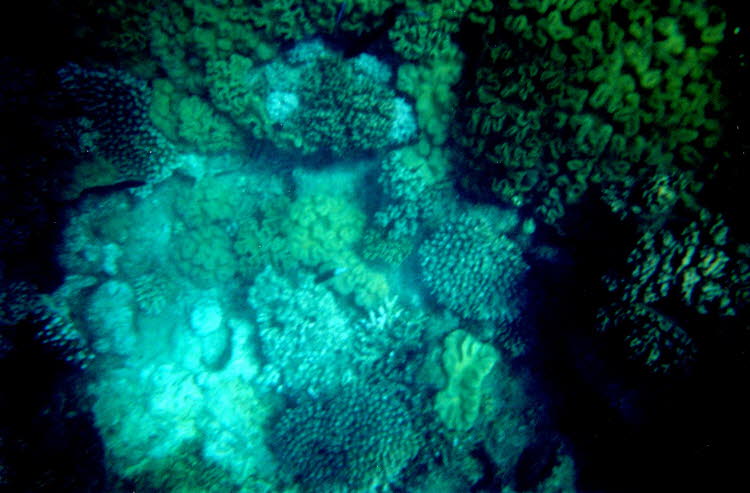 ws2000_153_oz_-c_underwater_07