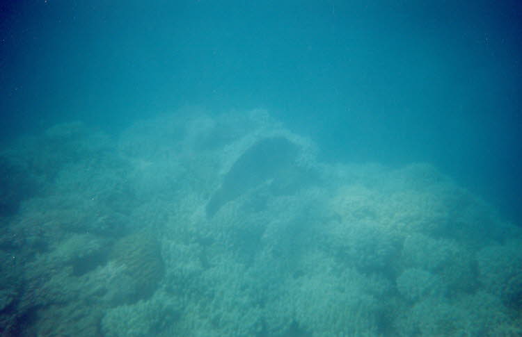 ws2000_154_oz_-c_underwater_08