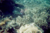 ws2000_155_oz_-c_underwater_09