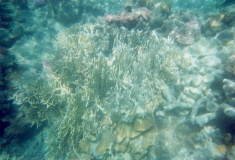 ws2000_156_oz_-c_underwater_10
