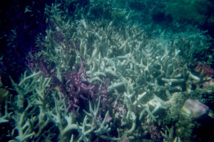 ws2000_157_oz_-c_underwater_11