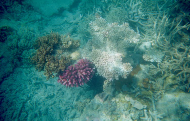 ws2000_158_oz_-c_underwater_12