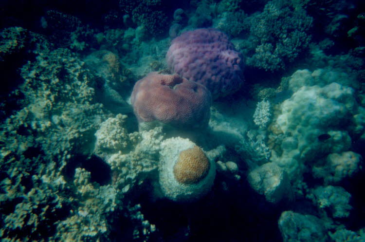 ws2000_159_oz_-c_underwater_13