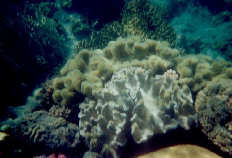 ws2000_160_oz_-c_underwater_14