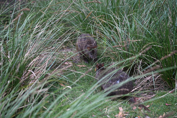 TAS_6782_Small TAS_6782_Small