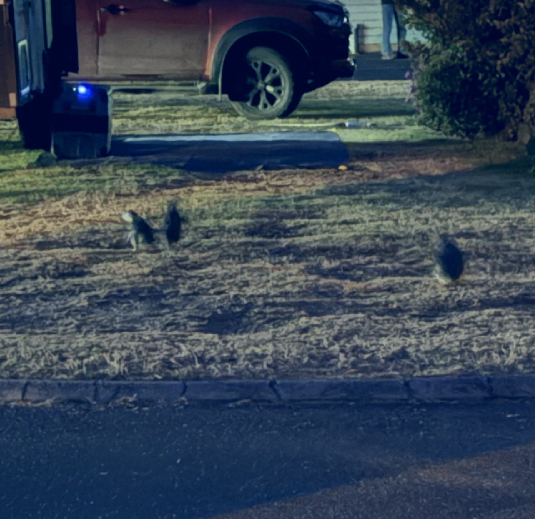 penguins at our van penguins at our van