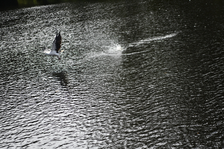 TAS_7795_Small TAS_7795_Small